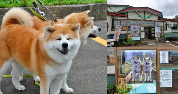 日本【秋田旅遊】古澤溫泉光葉館，與超萌秋田犬的近距離接觸