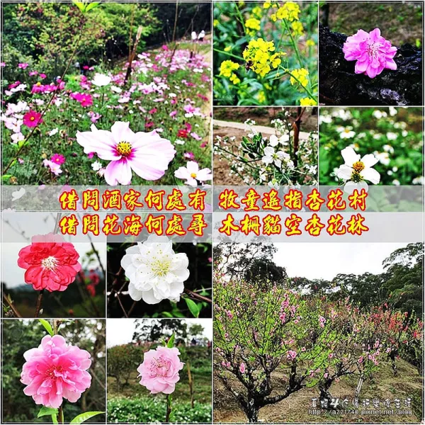 [臺(tái)北文山區(qū)賞花] 2015貓空杏花林休閒農(nóng)場(chǎng)爭豔實(shí)記(附路線圖)