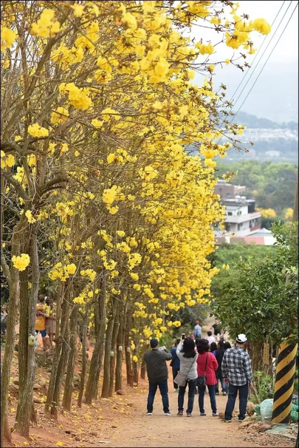 《魔鬼甄花瘋遊臺灣》臺灣黃花風鈴木景點花況懶人包~新埔黃花風鈴木秘境(2017/4/6花況)．巨埔農場(2015/3/17花況)．彰化芬園寶藏寺黃金大道(2015/3/5花況)．嘉義軍輝橋/中埔仁義路