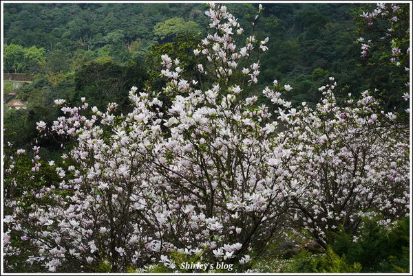 淡水．楓樹湖木蘭花、茶花