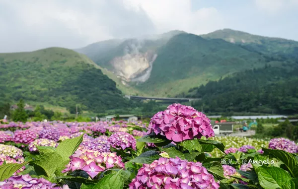 小油坑與繡球花一起入鏡只在陽明山竹子湖繡球花季限定- 遇見天使~Angela