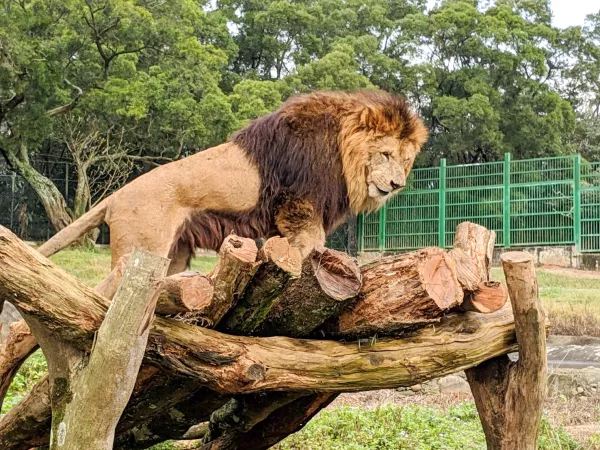 連假衝一波！全面進化的六福村《動物派對 動物玩HEN大 》準備好一起狂歡了嗎？