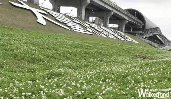 春神來了！大臺北都會公園幸福水漾園區白花三葉草美麗綻放中！