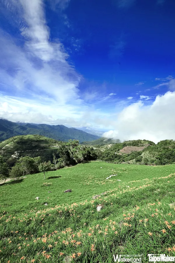 TaipeiWalker 宜花東特刊：遍野金針花海夢幻景致如畫