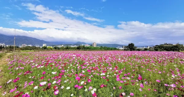 北投人可以先衝！超過4公頃「關渡秘境花?！惯B續30天免費打卡，萬朵花海保證讓你拍出超強網美照。