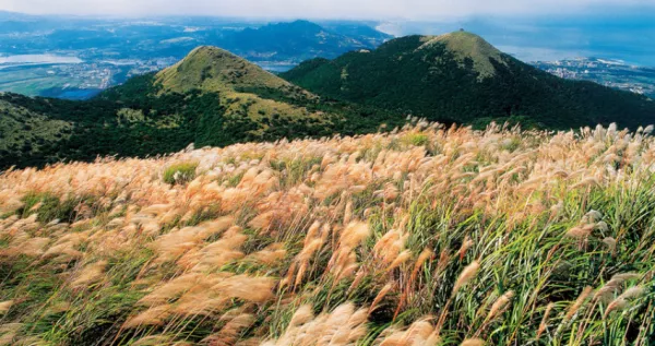 陽(yáng)明山芒花開(kāi)了！臺(tái)北人漫步地圖「陽(yáng)明山芒花季」偷偷開(kāi)跑，整片「雪白芒花山丘」拍出時(shí)尚大片的網(wǎng)美照。