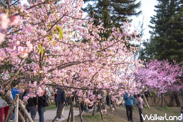 新竹人專屬賞花勝地！近850棵櫻花樹在「新竹公園」盛開中，絕美「櫻花海，櫻花坡」讓新竹人拍好拍滿。