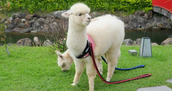 宜蘭最新療癒動物園！宜蘭綠舞推出超萌「羊駝、水豚君、狐獴區(qū)」，零距離讓你「抱羊駝、摸水豚君」拍出宜蘭最新網(wǎng)美照。