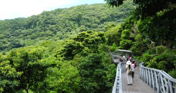 居高臨下眺望林口盆地的水泥叢林，觀音山林梢步道事連連小孩都能輕鬆愜意走完，享受這份森林浴。10 月往上抬頭能看見雄鷹翱翔天際。