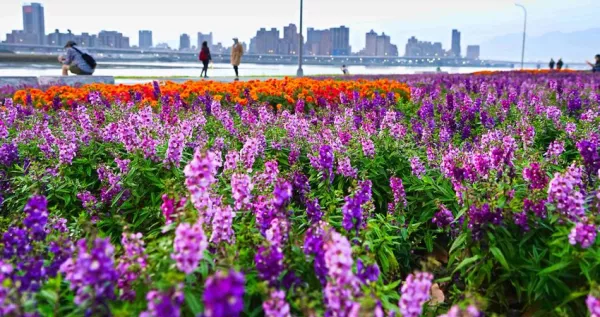 大稻埕花海有美到！默默開花「延平河濱公園花?！古_北人搶先拍爆，佔地超過600坪、超過7萬盆「紫色系花?！姑婪? loading=