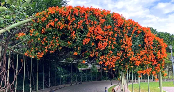 臺北就有炮仗花瀑布！隱藏版臺北秘境「炮仗花瀑布花海」網美IG大洗版，圓山站1號出站步行就能拍到。