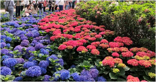 超夢幻繡球花衝大安拍！大安森林公園「繡球花、杜鵑花」挑戰最夯IG限動，史上最大規?！复蟀怖C球花」坐捷運就能拍到。