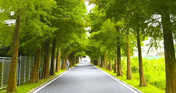 衝桃園拍美照！大溪新景點「落羽松公園」搶攻桃園最夯打卡點，「連綿1公里、300棵落羽松」桃園秘境大升級。