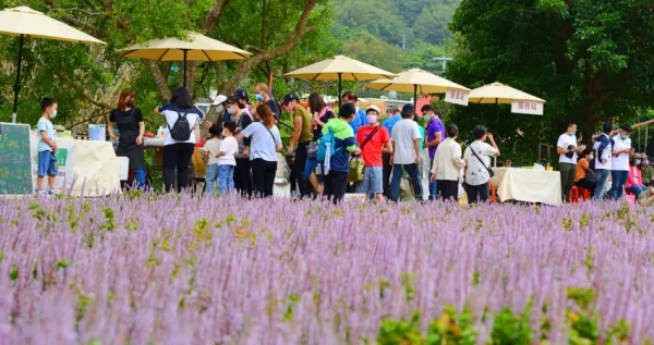 超過1,100坪仙草花海！苗栗仙境「獅潭仙草花節」萬株夢幻紫花海登場，「花海音樂會、文青市集」假日限定超CHILL。