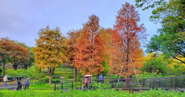 臺(tái)北隱藏版落羽松！大安森林公園「落羽松河畔步道」變色了，搭捷運(yùn)出站直衝「落羽松步道」拍IG限動(dòng)。