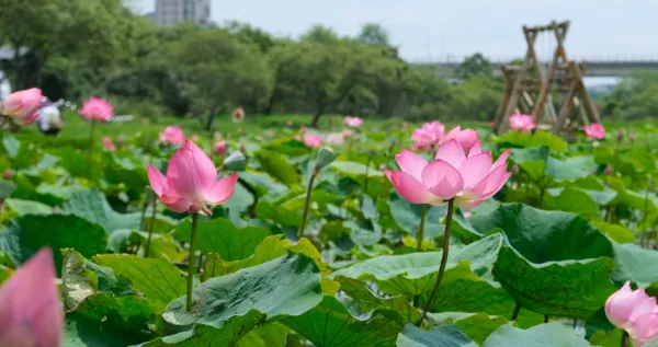 最紓壓樹林景點！初夏限定「山佳荷花池」樹林人搶發IG限動，必拍打卡點「鏡面愛心水池、漂流木鞦韆」不能錯過。