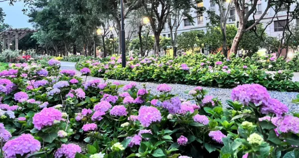 樹林就有繡球花！樹林新秘境「草花植生公園」720坪、超過1400株繡球花登場(chǎng)，樹林人免費(fèi)拍「樹林繡球花步道」要朝聖。