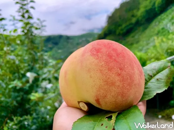 水蜜桃產(chǎn)地直送！梨山香香果園水蜜桃正著時(shí)，「上海蜜+白鳳桃」優(yōu)惠禮盒，限時(shí)兩週、準(zhǔn)備開搶。