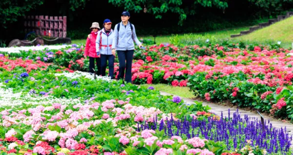 內(nèi)湖繡球花秘境！搭捷運(yùn)就衝「大溝溪生態(tài)治水園區(qū)」萬盆繡球花海美拍，免費(fèi)花海內(nèi)湖人不出城就有。