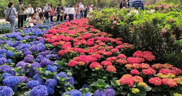 大安就有繡球花海！大安森林公園「臺北杜鵑花季」超過23萬株杜鵑花、繡球花爭豔，夜間點燈、音樂派對、野餐趴揪臺北人下班散步去。