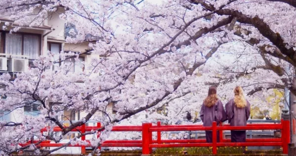 日本古都賞櫻真的美！日本關(guān)西豐岡「城崎溫泉鄉(xiāng)」泡湯賞櫻感受日本春遊樂趣，此生必去一次的日本古都小鎮(zhèn)。