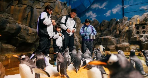 懂玩香港！香港海洋公園夏季攻略「纜車美景、水上遊樂設施、動物互動」，全家大小都能衝盛夏狂歡派對。