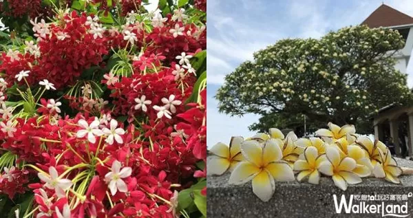 夏日賞花好去處！在臺南古蹟自然皆悠遊！