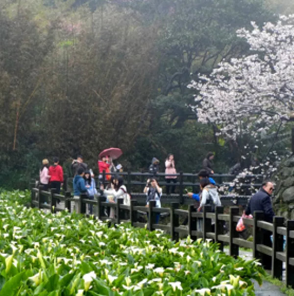 不輸吉野櫻！2015竹子湖海芋季正式登場(chǎng)，遊客彷彿置身夢(mèng)遊仙境！