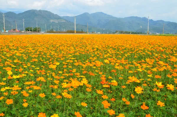 延續去年熱潮！三星鄉打造120公頃花海，元旦500枝洛克馬鉛筆免費送！