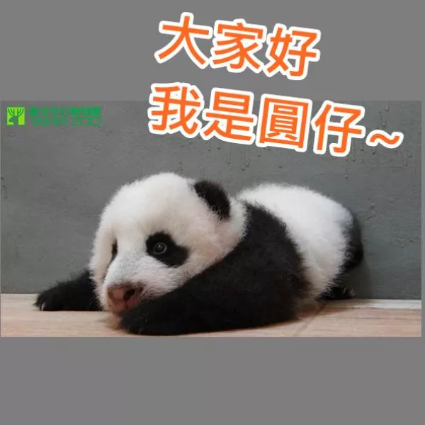 《動物園喜訊》大貓熊寶寶圓仔人氣名稱出爐！10月26日動物園園慶盛大狂歡！