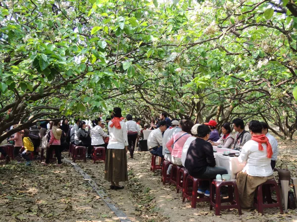 臺南麻豆「柚花藝術節」登場！ 在柚花樹下品茗、聽音樂、逛市集吧！