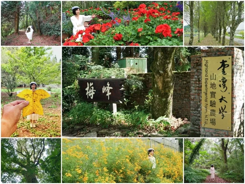 南投景點 臺灣科學節科普基地 臺大山地實驗農場-梅峰 走入森林親近自然 親子行程推薦(需預約入園) - 拉拉隨性隨意走走看看