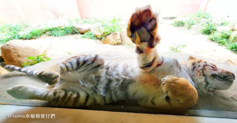 ?【新竹動物園】最萌兩隻老虎在這裡，虎虎生風好運來~銅板價看動物，春節照常營業