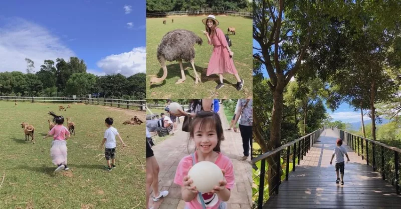 被鴕鳥跟山羊包圍！還有免費牧草可以餵動物！臺東原生植物園好好玩呀！親子景點推薦。臺東景點。卑南景點。