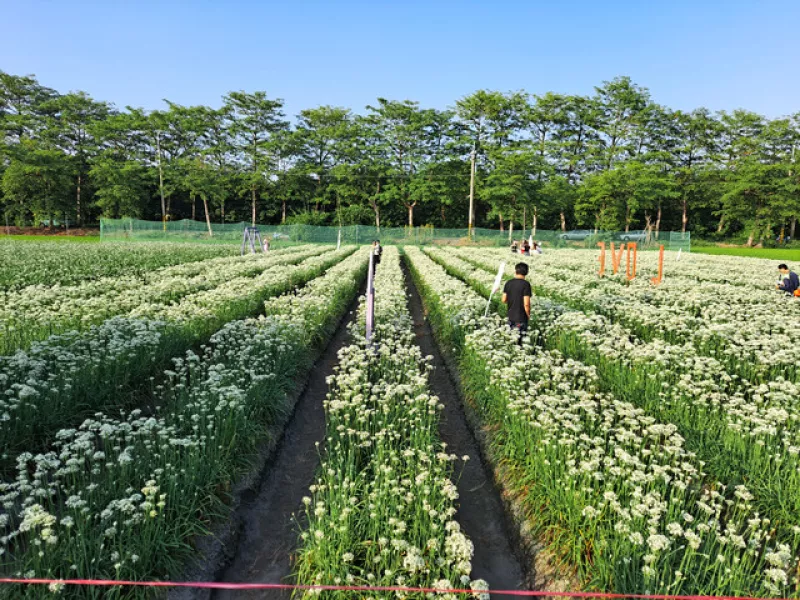 <彰化埤頭景點>九月限定！彰化埤頭就有九月雪，就在埤頭木棉花道旁