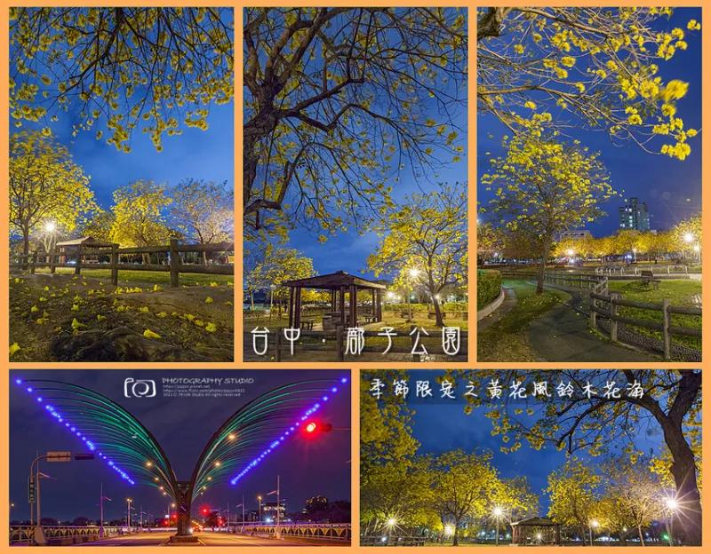 【臺中】廍子公園．季節(jié)限定之黃花風鈴木花海