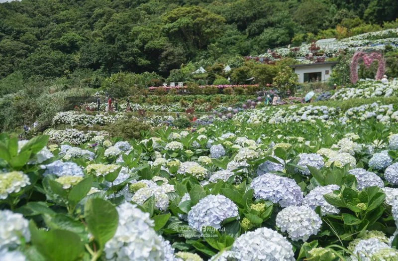 竹子湖 八大繡球花田賞花景點(diǎn)推薦 ! 含門票花田資訊 - 遇見(jiàn)天使~Angela