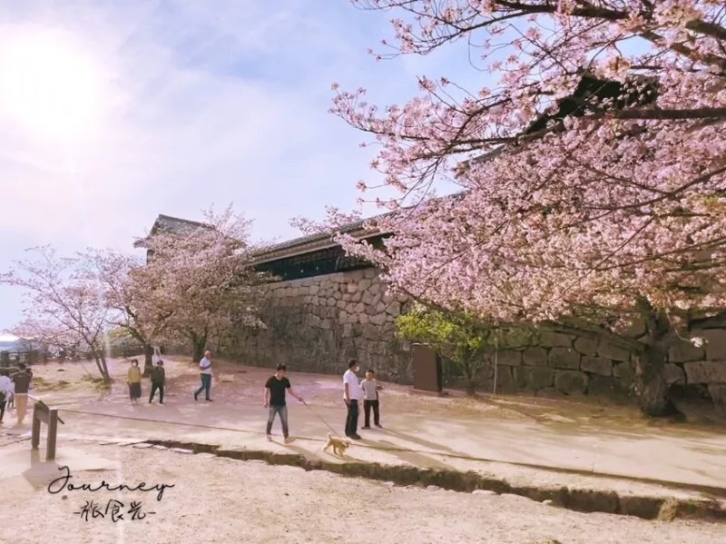 【日本．愛媛】愛媛松山市地標，百大名城之一，必去景點『松山城』賞櫻勝地