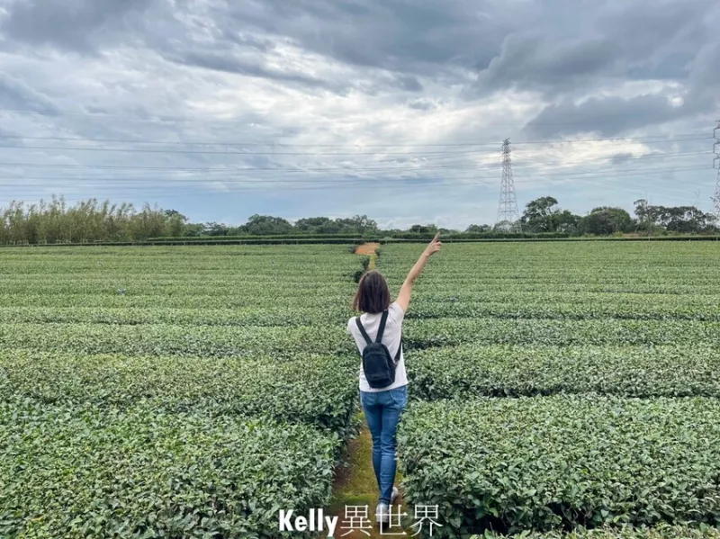 |湖口新景點 湖口茶香步道 後山茶園秘境 一層一層茶園好療癒  必拍景點金城武樹|