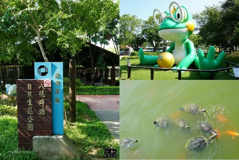 【八德景點(diǎn)】八德埤塘生態(tài)公園,餵魚餵烏龜,超欠拍大青蛙,悠閒散步看生態(tài)美景！