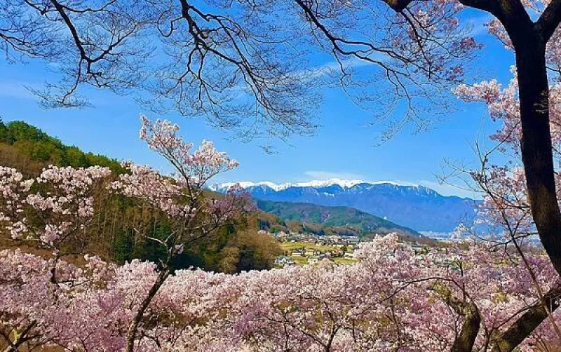 2023日本賞櫻自由行～天下第一櫻，高遠城址公園