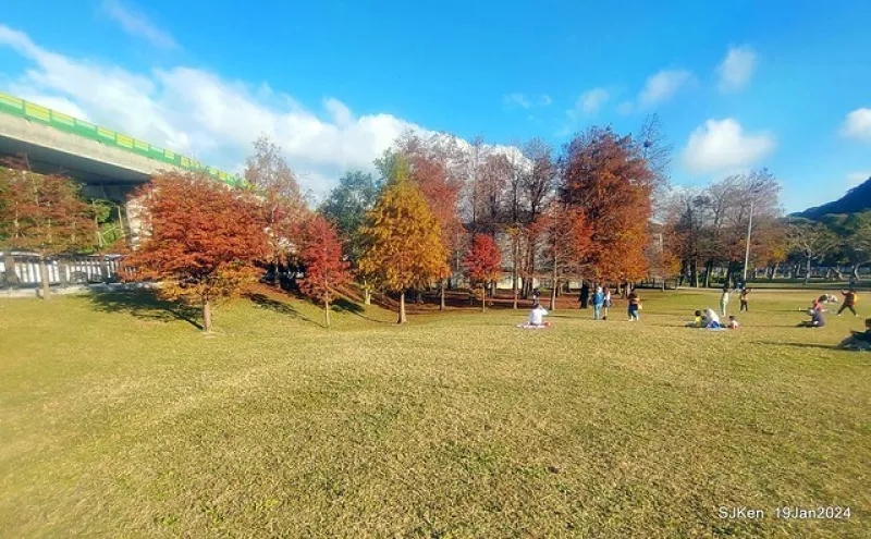 (捷運文湖線大湖公園站)「大湖公園落羽松美景」 2-1 --- 落羽松轉紅好景致，枝葉婆娑迎風搖曳!