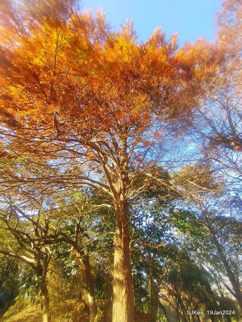 (捷運文湖線大湖公園站)「大湖公園落羽松美景」 2-2 --- 錦帶橋畔與涼亭旁落羽松景色好迷人!