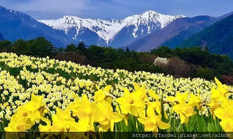 2023日本賞櫻自由行～長野縣光前寺、300萬株水仙花海