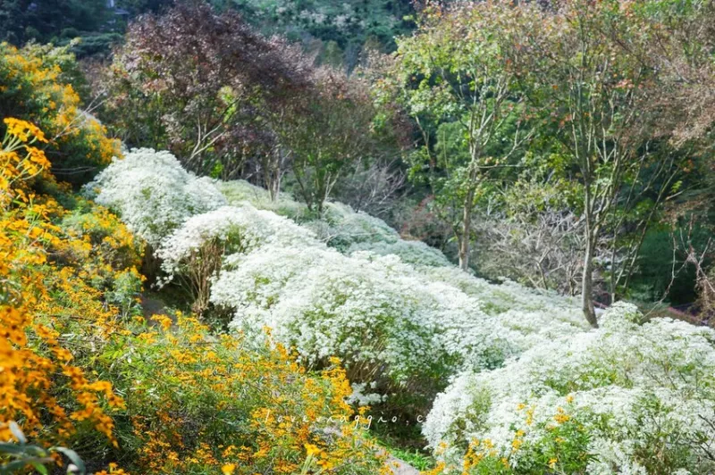 臺中賞白雪木 黃金楓 置身鳥語花香的森林下午茶