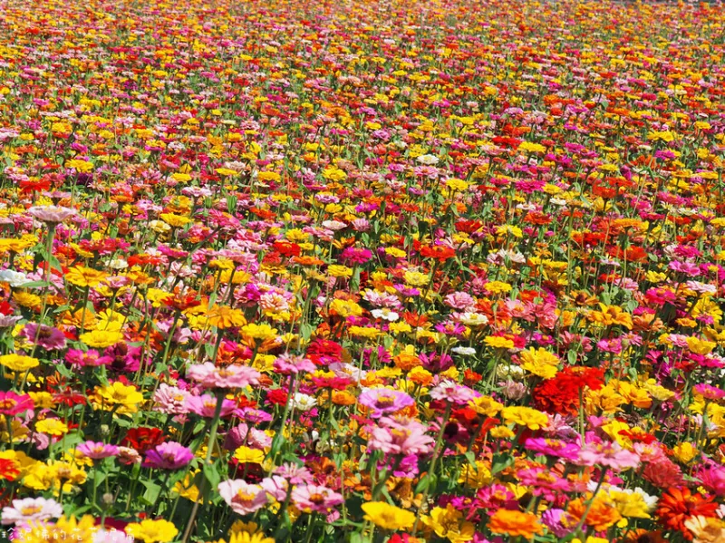 【雲林縣莿桐鄉】2024雲林花海 花現莿桐｜樹仔腳堤防公園&孩沙里縣道156線