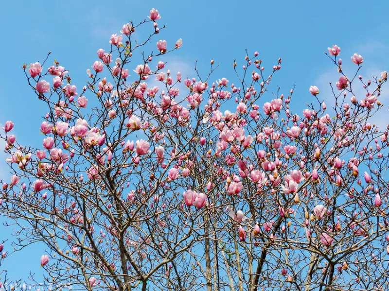 【新北市三峽區】2024白雞行修宮花季：辛夷花、櫻花、碧桃花｜有收費停車場