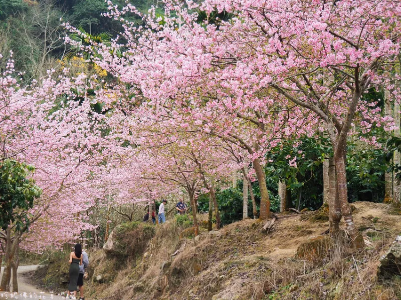 【雲林縣古坑鄉】2024青山坪咖啡農場櫻花季｜紅白相間的櫻花步道｜李花｜臺灣白櫻