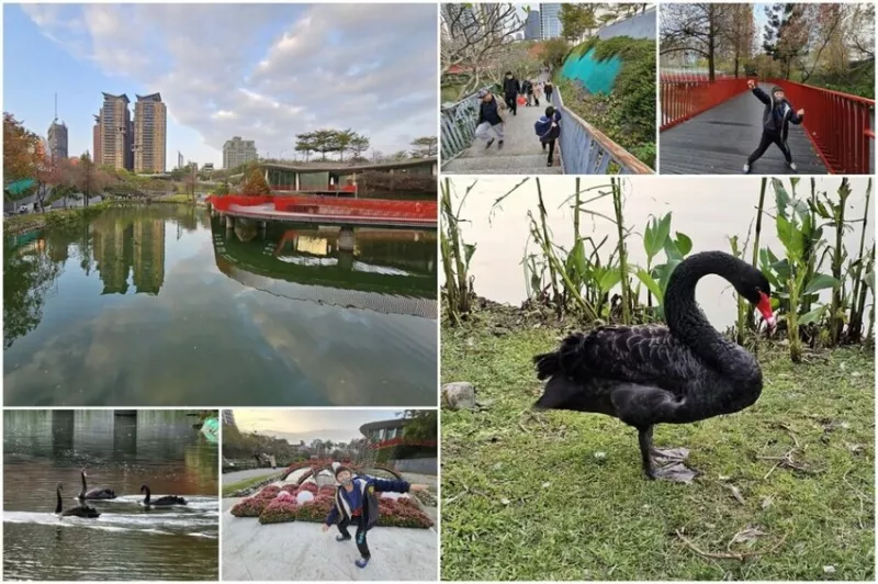 【臺中景點】秋紅谷景觀生態公園-浪漫散步，看黑天鵝水上滑行 - 捲貓貪玩客