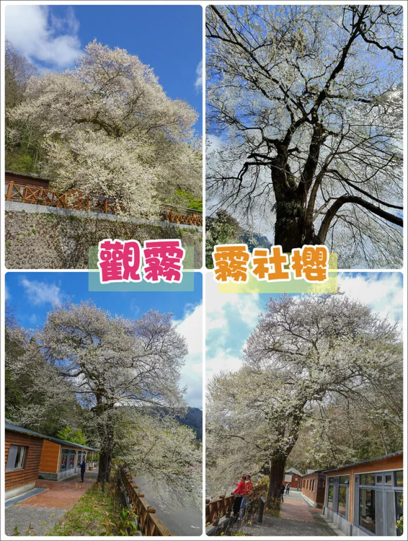 苗栗縣泰安鄉(xiāng)【苗栗景點(diǎn)】2024觀霧山莊?霧社櫻王雪白盛開(kāi)?賞櫻景點(diǎn)│觀霧國(guó)家森林園區(qū)│中部賞櫻熱門(mén)景點(diǎn)│花況?地址?交通?